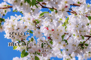 गुड मॉर्निंग इमेजेज फॉर फ्रेंड्स | A very good morning images good morning images