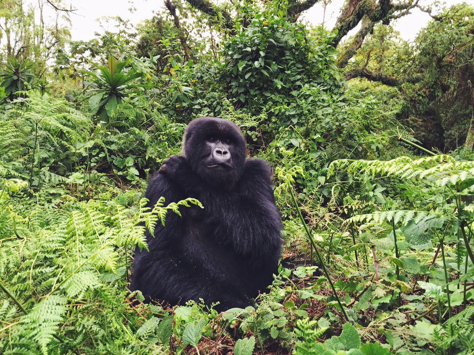 amahoro family mountain gorillas volcaoes national park rwanda africa trek