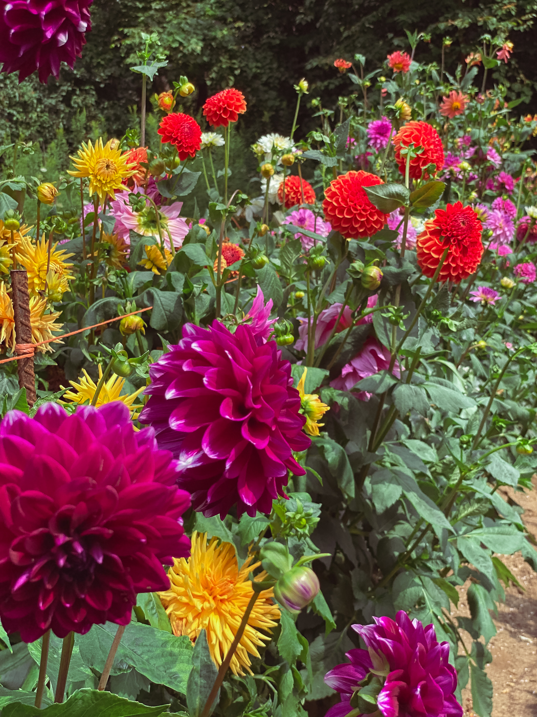 12 Flowers for a Summer Garden Beautiful Plants That Bloom All Summer