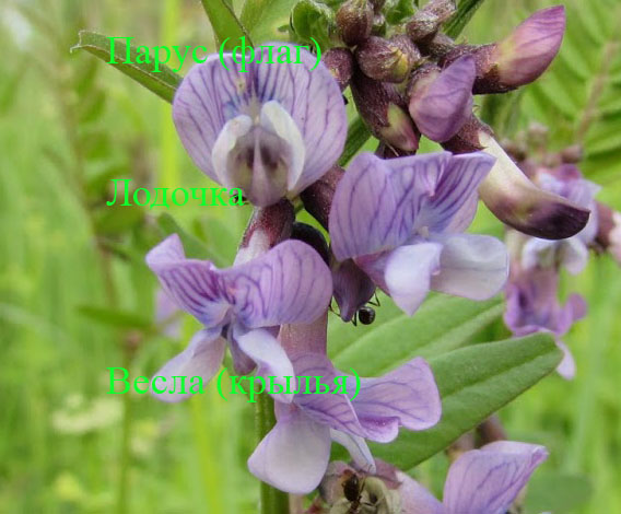 Люцерна Фото Растения Крупным