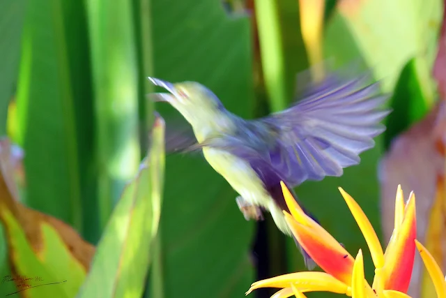 Female Sunbird jumping, Birding during Eid-Adha Holiday