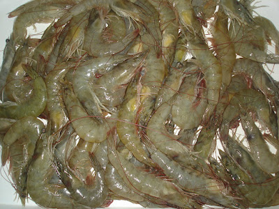 Vannamei Shrimp Farming Method for High Quality Result