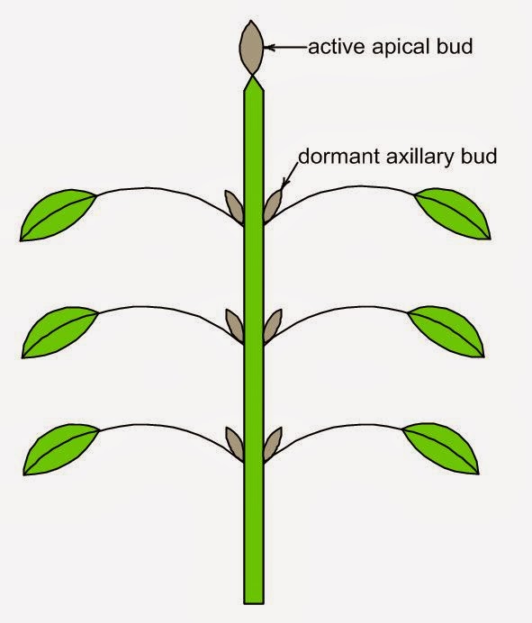 What Is Apical Bud Design Talk