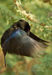 bird texas south nearly fact quite species every