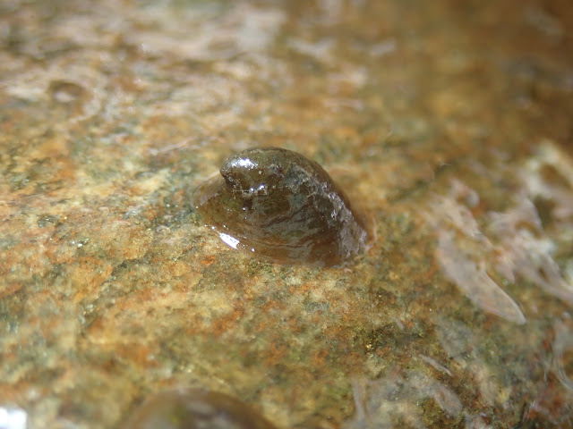 Ancylus fluviatilis Ancylus fluviatilis