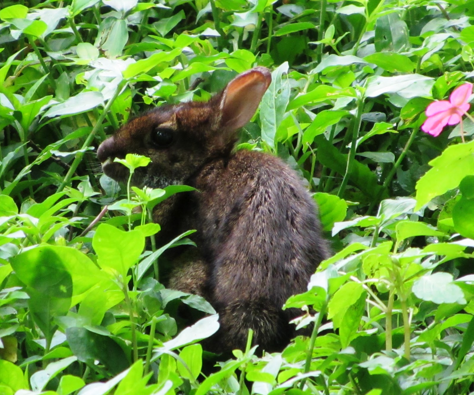 Gwdihw 2011 Forest Foraging