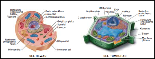  Sel  Hewan  Sel  Tumbuhan  Beserta Gambarnya