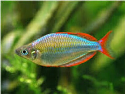 ikan hias aquarium mini