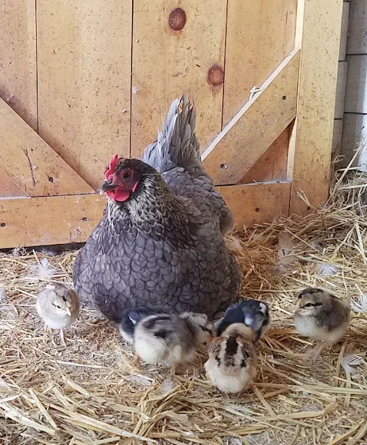mother hen with chicks