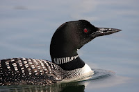 Common loon close up – Blue Sea Lake, QC – photo by Cephas
