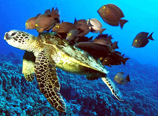 green sea turtle facts