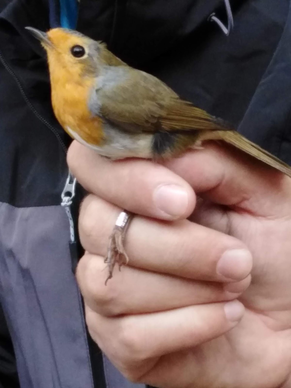 MI MUNDO AZUL ANILLAMIENTO DE AVES