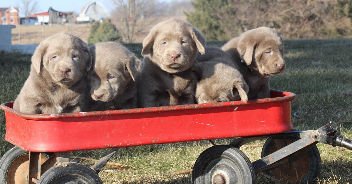 3 Candy Silver Women To be had
