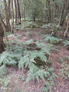 Fern floor cover, South of England