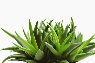 Aplicaciones e indicaciones para el uso del Aloe vera o sábila