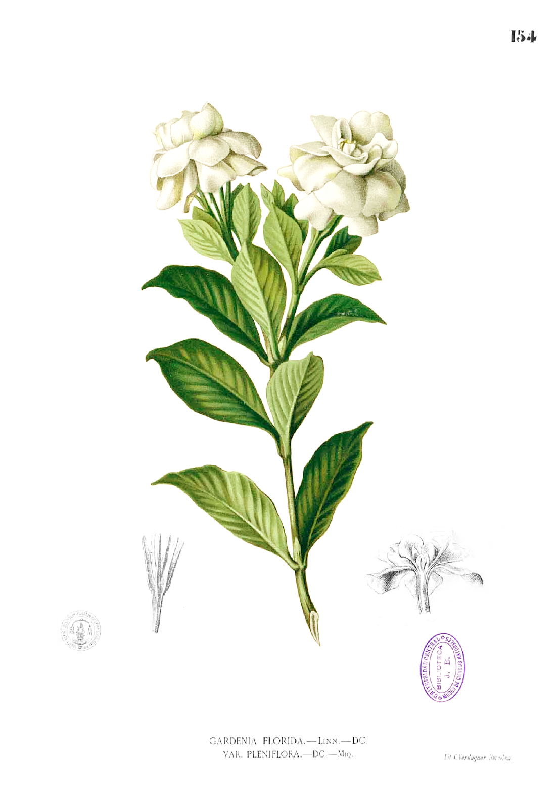 Las mil caras de la flor de la gardenia - EL BLOG DE LA TABLA