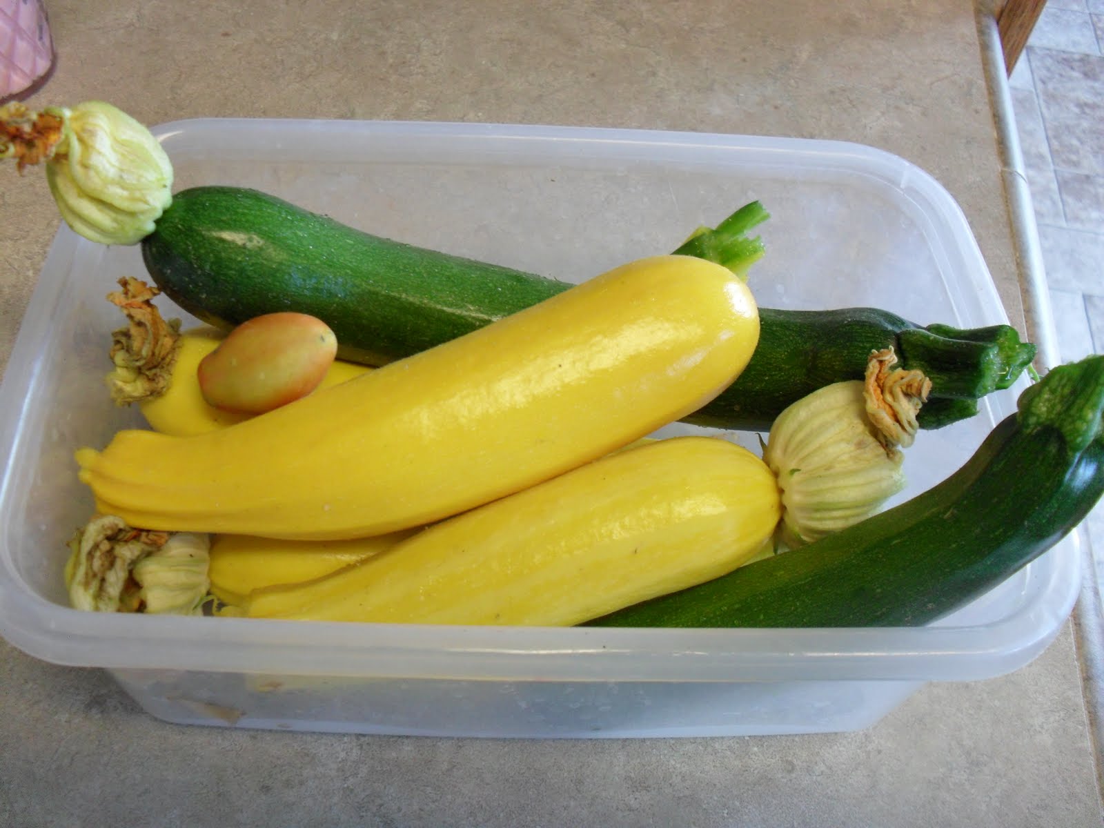 Out of the Garden Yellow Squash & Zucchini