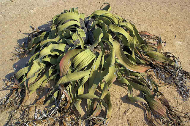 Welwitschia mirabilis, a planta mais resistente do mundo