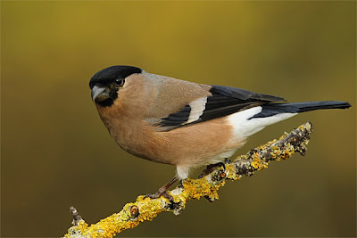 Hembra de camachuelo