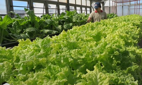 El INTA quiere cultivar verduras en la Antártida