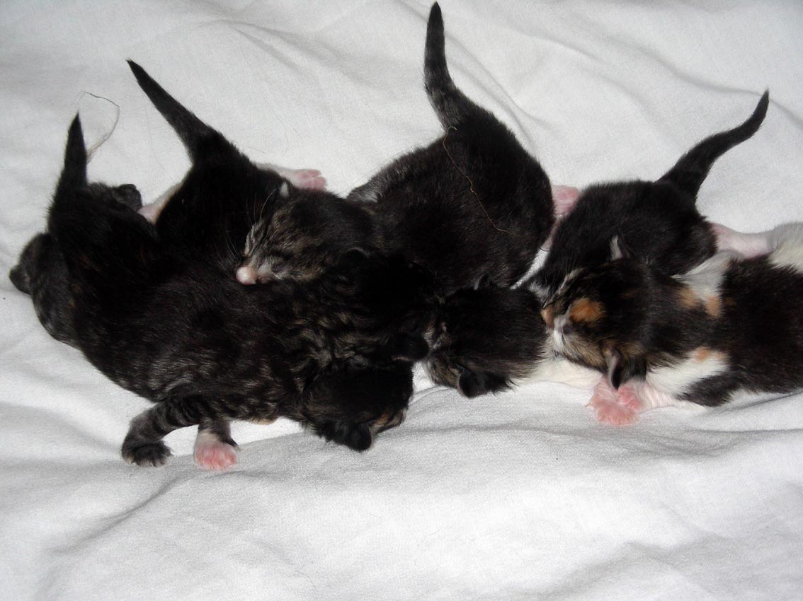 extraloudpurrs So you want to a cat breeder?