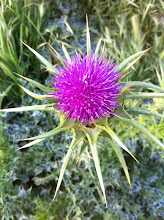 La flor del Cardo