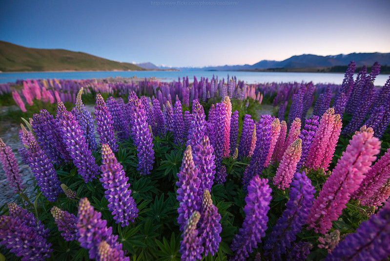New Zealand flower field of Lupines