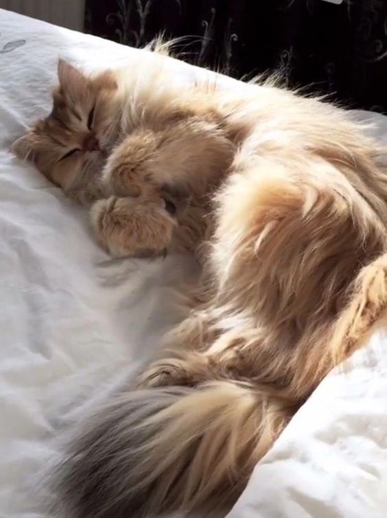 Trending: Quarantine Cat Lady