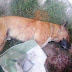  Denuncian envenenamiento de gatos y perros en la Elba Esther Gordillo.