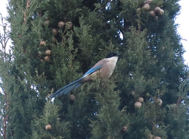 Iberian Magpie - Portugal