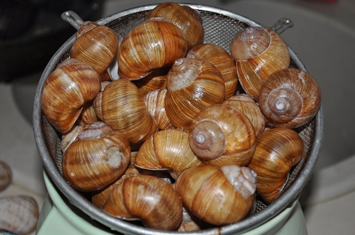 эскарго франция. как приготовить улиток. виноградная улитка жареная. виноградная улитка. улитки эскарго.