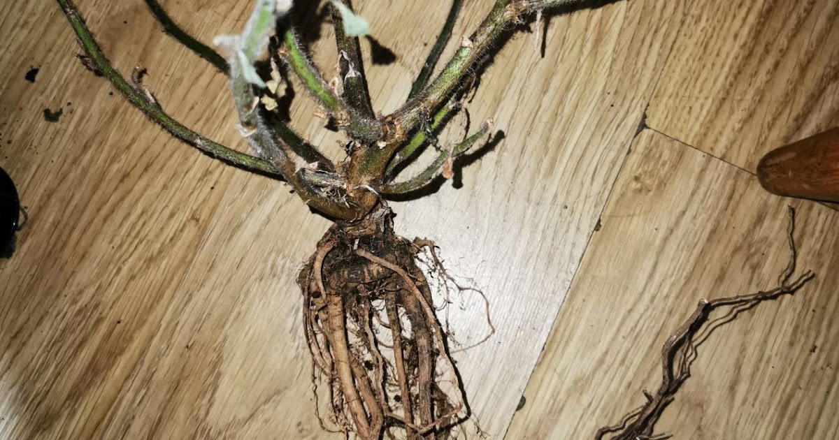 A bad witch's blog: Poisonous Herbs: Henbane Root in Witchcraft