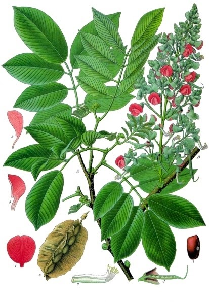 Jamaican Dogwood, A Bitter Herb That is Good For Pain... Sometimes