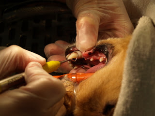 The technician hand scales Teardrop's teeth.