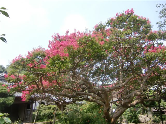 �Ɋy���̃T���X�x��