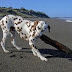 The fiercest 10 dog breeds in the world The fiercest 10 dog breeds in the world
