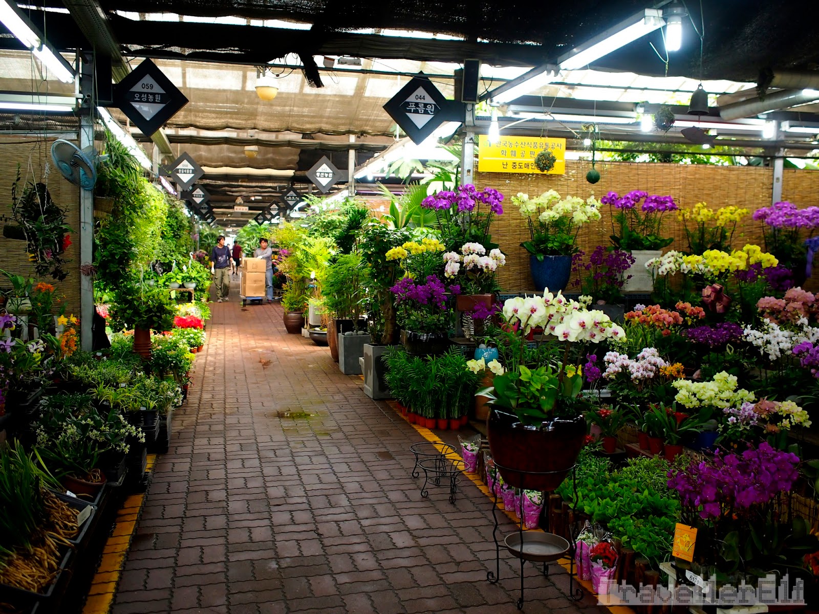 Yangjae Flower Market Travellerelf