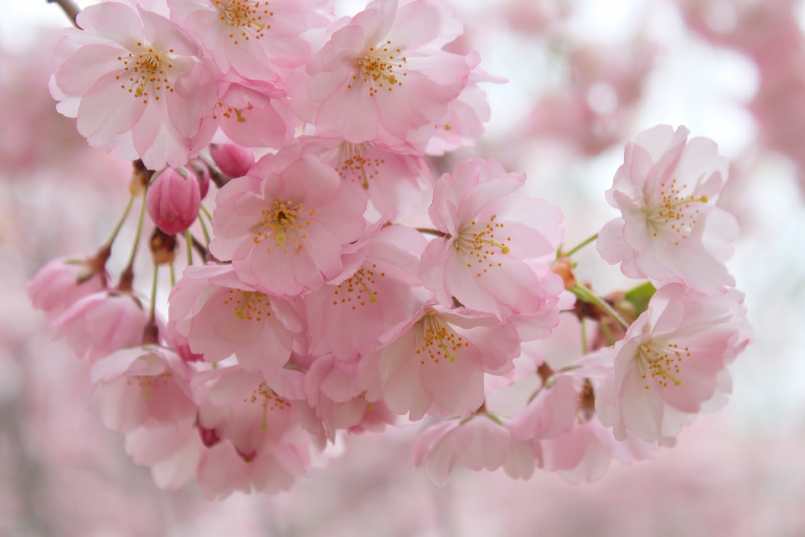 Widow's Endorphins Cherry Blossom Haiku