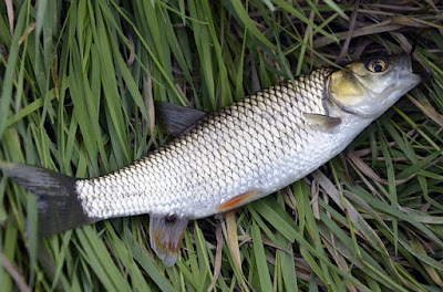 Cara jitu menangkap ikan belanak dengan jaring dan pancing