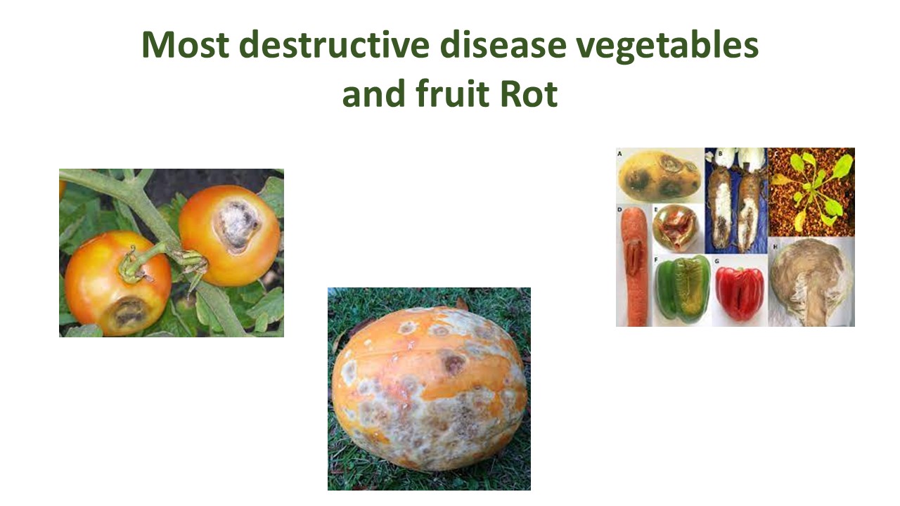 pest and disease control methods vegetables and fruit rot