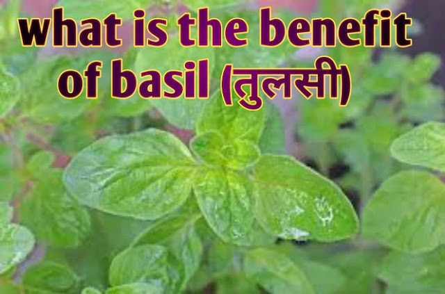 तुलसी के फायदे -benefit of Tulsi in Hindi