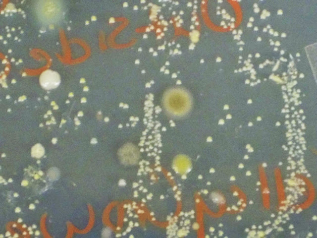 MicrobeDiscoveries: Collecting an Environmental Sample of Microbes