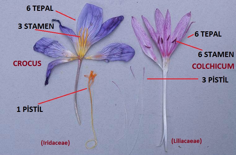 Крокус цветок схема. Крокус безвременник Шафран. Безвременник и Крокус отличие. Цветы крокусы безвременник. Крокус строение цветка.