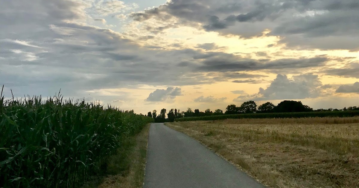 Calluna Magazin 2019