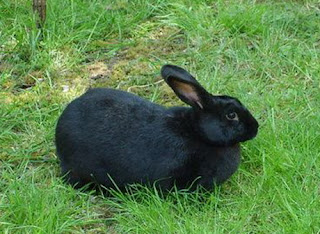 amami rabbit