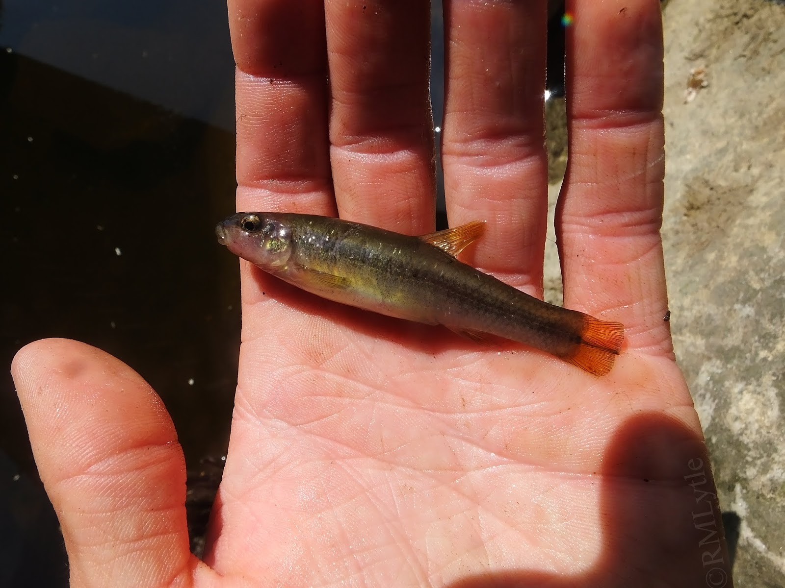 Connecticut Fly Angler Species Profile Cutlips Minnow