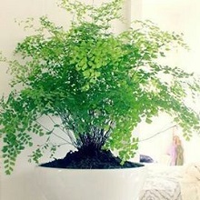 adiantum