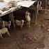 Φυλάκιση 6 μηνών σε κτηνοτρόφο για τις συνθήκες διαβίωσης των ζώων στη στάνη του