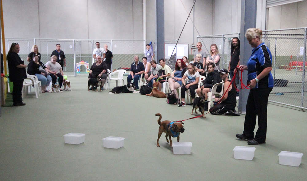 K9 Elementary Melbourne Indoor Dog Park Australian Dog Lover