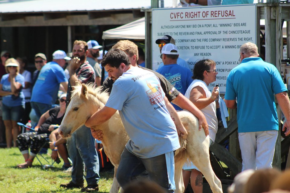 Critter Sitter's Blog The Annual Chincoteague Pony Penning and Foal